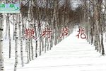 鞭打芦花 高清 全集