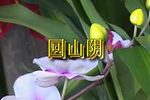 回山阴