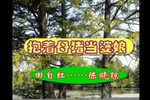 抱着母猪当婆娘