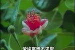 风雨年华度人生》