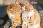 雪梅上坟 全折