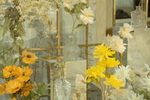 芙奴传 琴遇