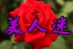 美人迷
