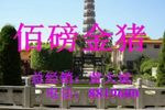 百磅金猪