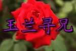 玉兰寻兄