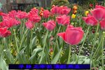 河南人 郁金香花展播