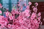 严冬过了春有讯