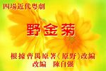 野金菊下载
