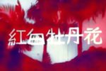 红白牡丹花下载
