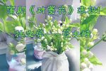 对菱花 选段（自制字幕）