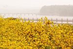 野鸭洲 金堤柳林披薄纱