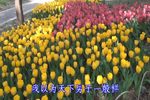 我家有个小九妹