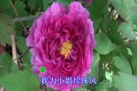 我为小姐珍珠凤下载