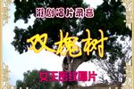 双槐树-哭坟 台湾唱片 第2面
