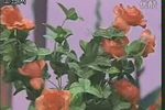 蝶恋花
