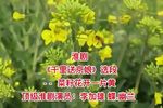千里送京娘 选段【菜籽花开】