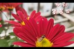 百岁挂帅 登高丘下载