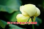 舍妻 之二
