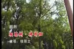 相思树 待郎归