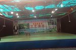 误拆冬兰