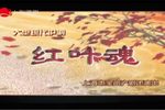 红叶魂 20220421海上大剧院
