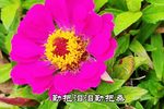 梁山伯与祝英台
