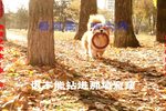 姊妹易嫁