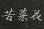 苦菜花