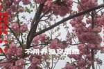 姊妹易嫁 节选