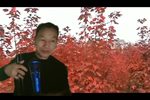 杨秀英讨饭