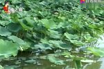 杨元闪目留神看
