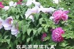 提寇 选段