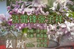 活雷锋张子祥 下