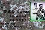 樱花恋 全本录音