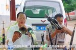 河南曲剧