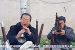 河南曲剧