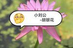 小刘公