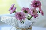 报春花