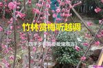 四千岁你莫要羞愧难当