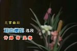 泪血樱花 剪靛花