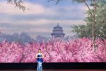 珍妃泪