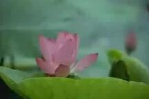 真假牡丹 全剧