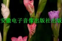 庐剧血冤 全场