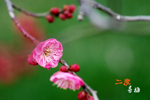 温州鼓词《新二度梅》词师：林秀珍16部